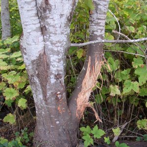 Cougar scratching post