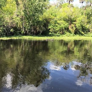 Turtles along Blue Creek.