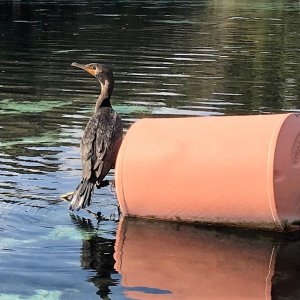Bird in Silver Glen Springs