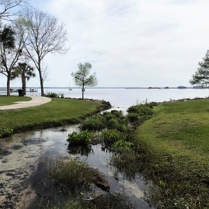 Media 'Green Cove Springs emptying into the St. John\'s.  You can barely make out the public docks in the left background.' in album 'Encountered a crane family on the nature walk led by Troy'