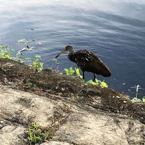 Limpkens at Hontoon SP