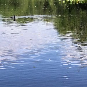 Coot, I believe.