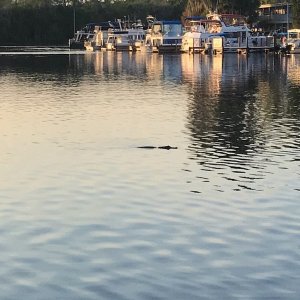 Hontoon Alligator.