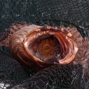 That's a 14 " Greenling in this big boy's mouth. I caught 2 more Lings with the same greenling