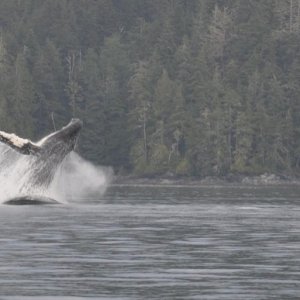 Humpback and our boat in Blackfish Sound
