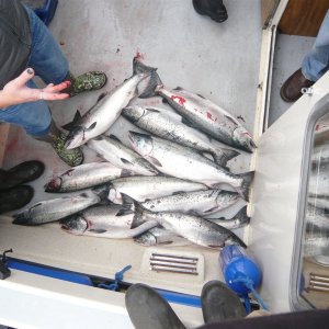 pile of coho