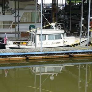 Pelican