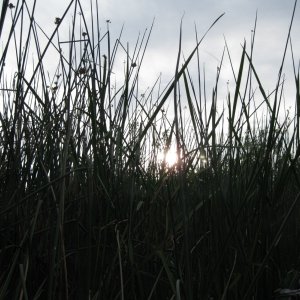 The evening sun through the tules.
