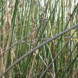 You can just make out the Marsh Wren near the center. These guys would not sit still for a picture.
