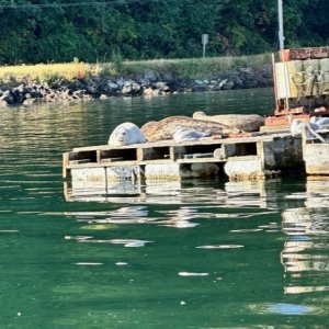Brownsville Seals