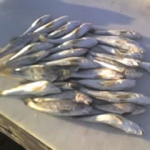 Media 'whiting' in album 'Flounder'