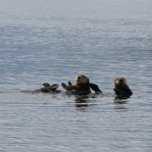 Media 'Otters in Sheep Bay' in album 'DogOn Dory in Cordova'