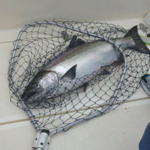 Media 'Fish on deck' in album 'Neah Bay - Best King I\'ve caught for a long time'