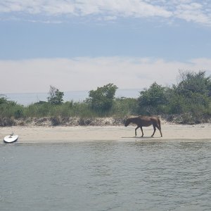 Assateague Island  horse