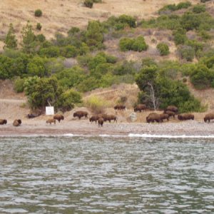 (Fishtales) Buffalo at Catalina