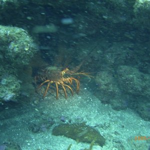 (Fishtales) Nice lobster, come to dinner