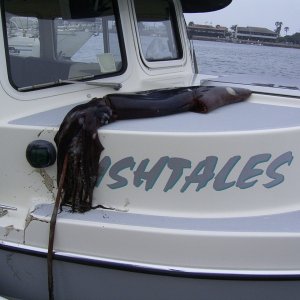 Humbolt squid- maybe rename the boat "Squidtales"