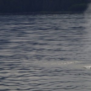 Humpbacks