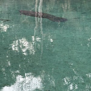 First live Manatee. Seen at Silver Glen Springs.