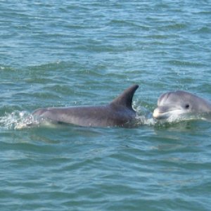 Dolphin2