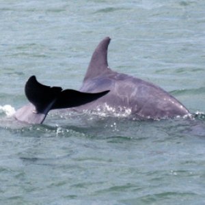 Dolphin6