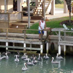 Fish cleaning... audience