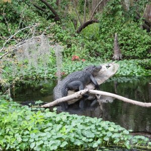 Just one of many gators.