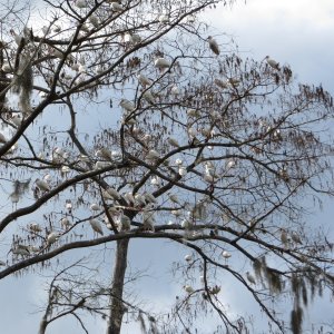 Media 'One of many trees full of birds.' in album 'My champion. Betty ran the Disney Marathon prior to our launch.'