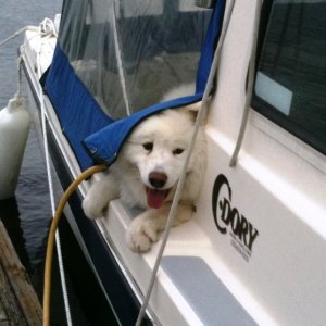 Keili (Samoyed on Curlew)