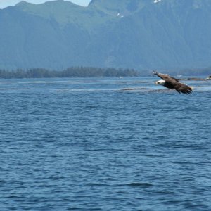 eagle-08