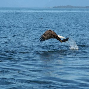 eagle-12