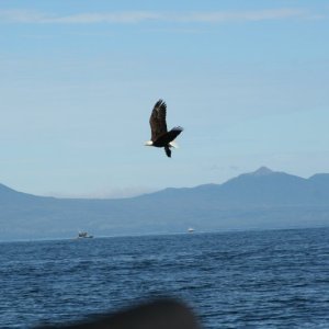 Media 'eagle-22' in album 'eagle-01'