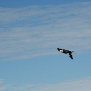Media 'eagle-25' in album 'eagle-01'