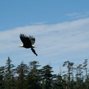 Media 'eagle-26' in album 'eagle-01'