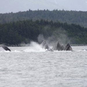 Media 'WHALES FEEDING.jpg' in album '.jpg'