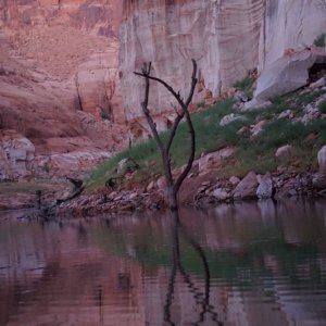 Bow tree Iceberg Canyon