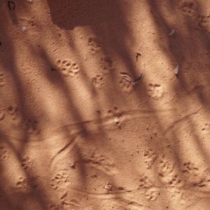 Tracks in the sand