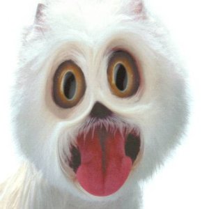 suckdog