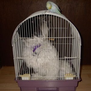 Sophie bird