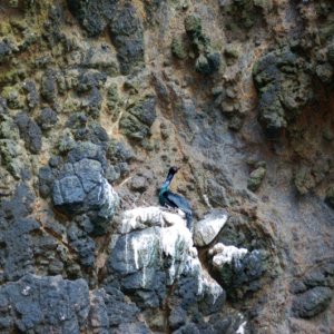 Nesting on the cliff above Landing Cove.