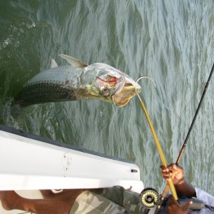 Media 'Another 180 lber on a fly rod!' in album 'Jack Cravel'