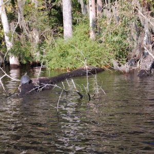 Black Creek about 10 miles south of Jacksonville on West side of River. Very deep creek with lots of wild life. Banks are mostly undeveloped due to they are mostly swamps.