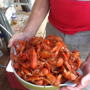 Media 'Columbia River lobsters' in album 'image'
