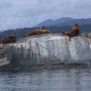 Sea lions10.jpg