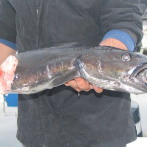 Half a sable fish