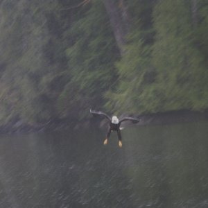 Duck? Not likely.