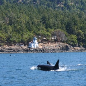 whales 99 43