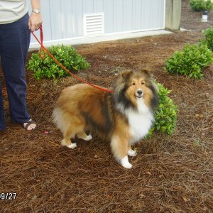 Cessie Hall one of three shelties at the Gathering.