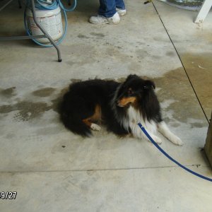 Bailey was still recovering from a bad week at the vets. Such a soulful little guy.