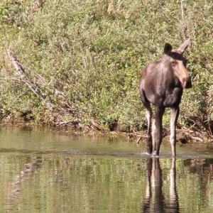 Another Moose Shot - Upper Priest Lake - 8-22-07